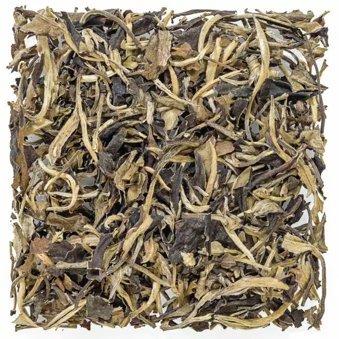 White Moon Light (50g)